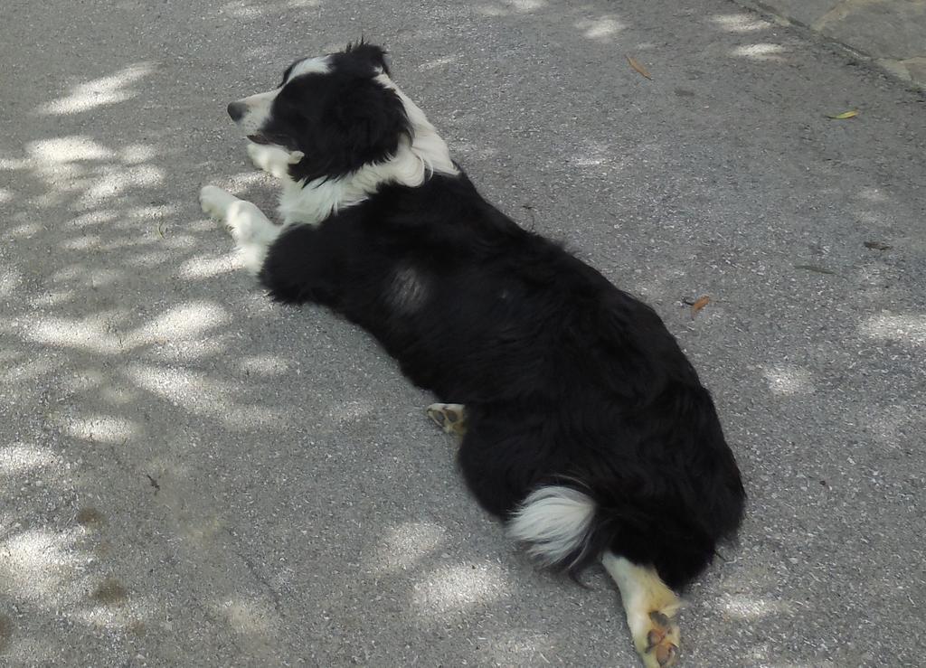 Savinja